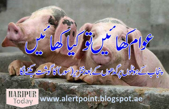Pig Meat Sale in Punjab Hotels 1